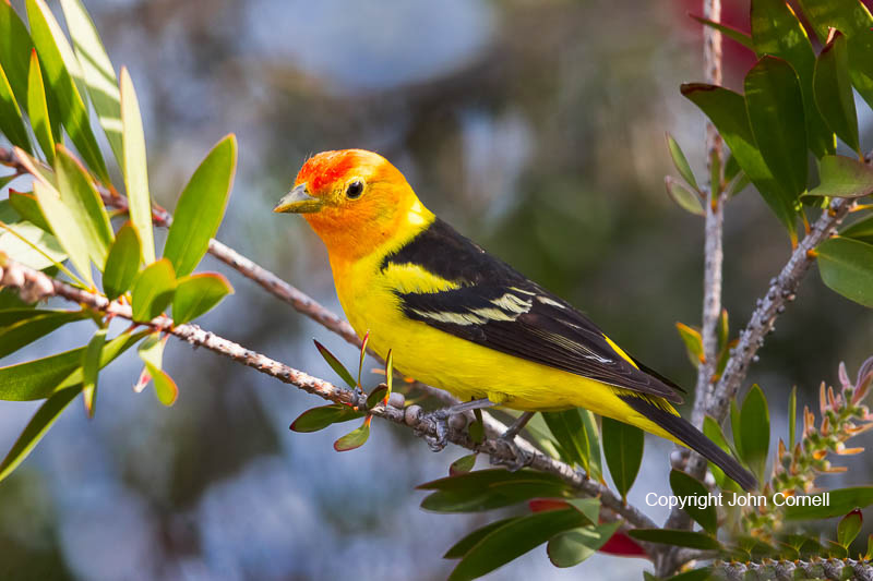 One;Piranga ludoviciana;Tanager;Western Tanager;avifauna;bird;birds;color image;color photograph;feather;feathered;feathers;feeding;foraging;natural;nature;outdoor;outdoors;wild;wilderness;wildlife